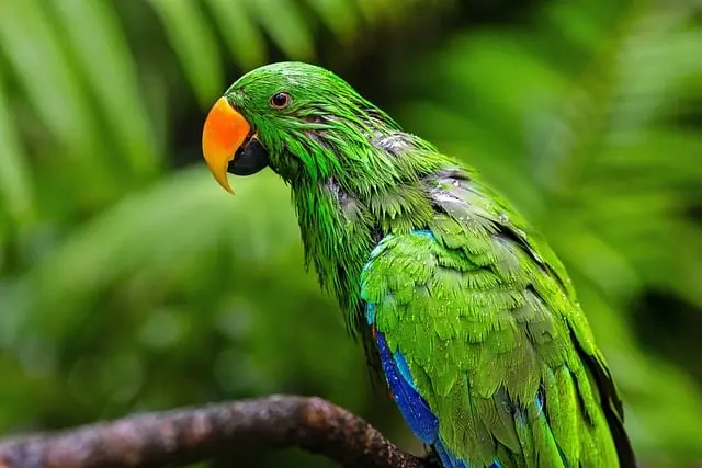 Pourquoi Découvrir le Suriname : Un Joyau Méconnu à Explorer