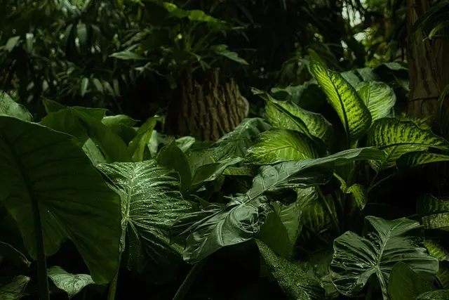 À la Découverte du Suriname : Nature et Culture Étonnantes