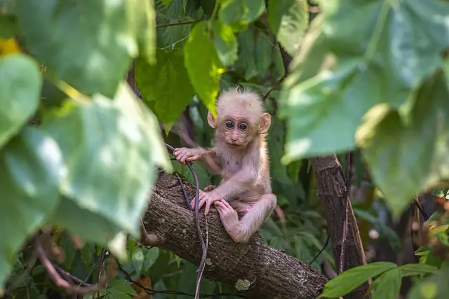 À la Découverte du Suriname : Richesses Naturelles et Culturelles