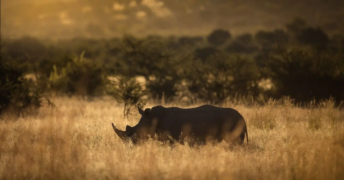 Les Parcs Nationaux à Explorer en Afrique