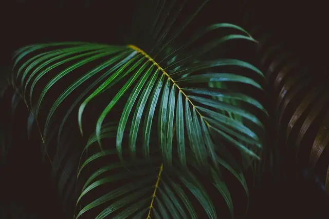 Pourquoi Découvrir le Suriname : Nature et Culture à Explorer